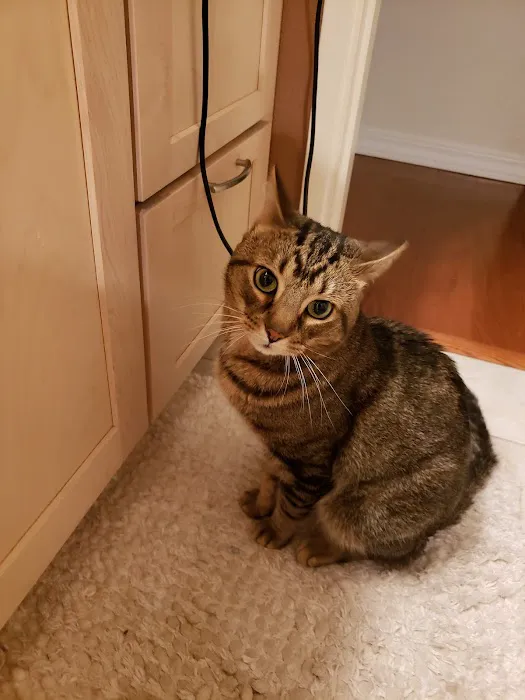 Tacoma Cat Hospital Picture 2