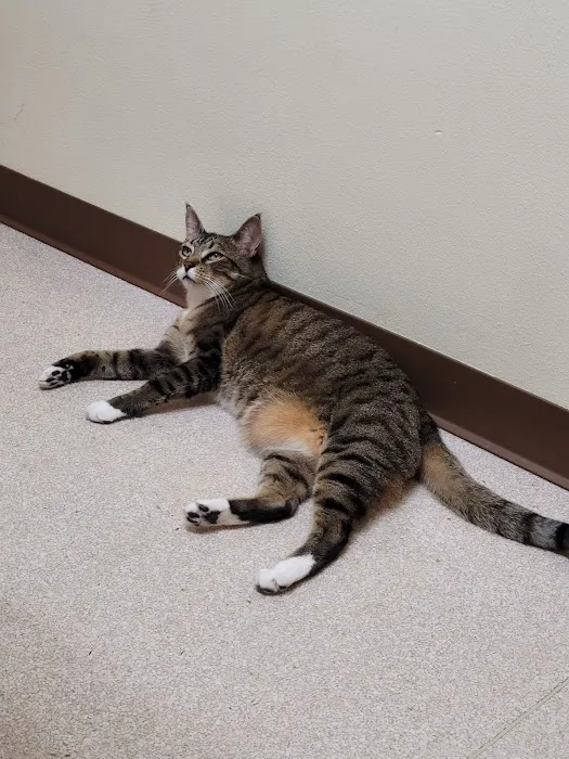 Tacoma Cat Hospital Picture 5