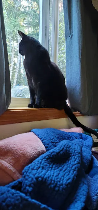 Tacoma Cat Hospital Picture 4