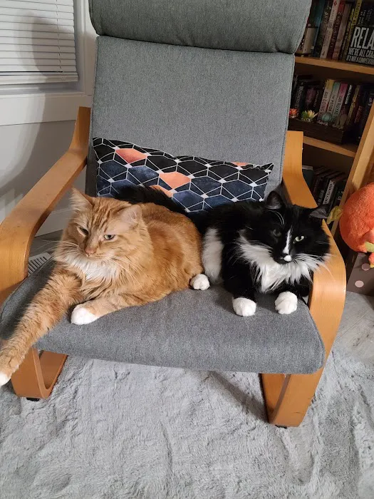 Tacoma Cat Hospital Picture 10