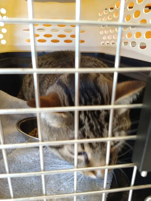 Tacoma Cat Hospital Picture 9