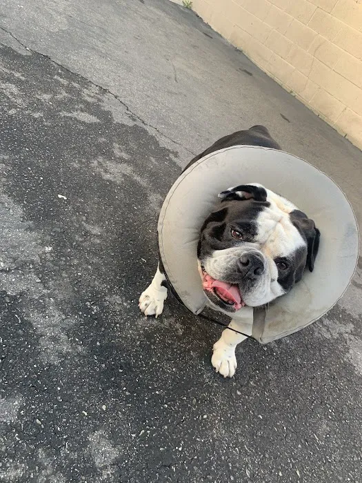 Fountain Valley Emergency Pet Hospital Picture 10