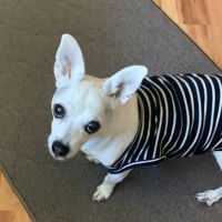 Warner West Pet Clinic ico