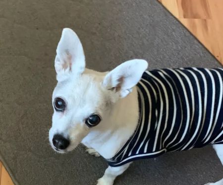 Warner West Pet Clinic
