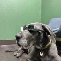 Sunstone Animal Hospital ico