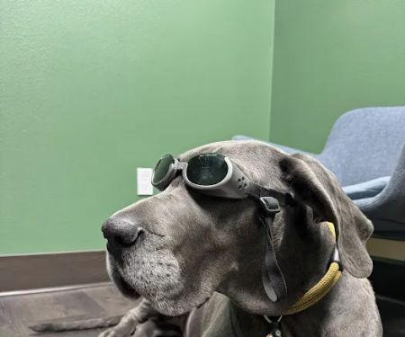 Sunstone Animal Hospital