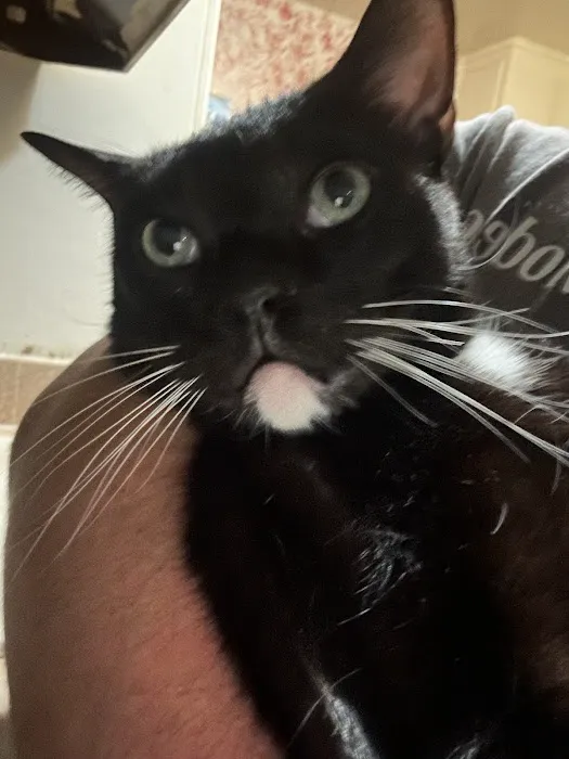 Sunstone Animal Hospital Picture 2