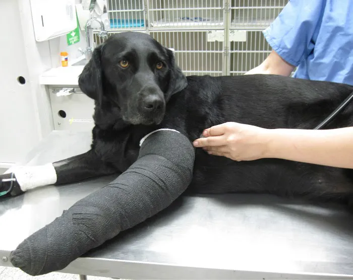 Orange County Emergency Pet Clinic Picture 9