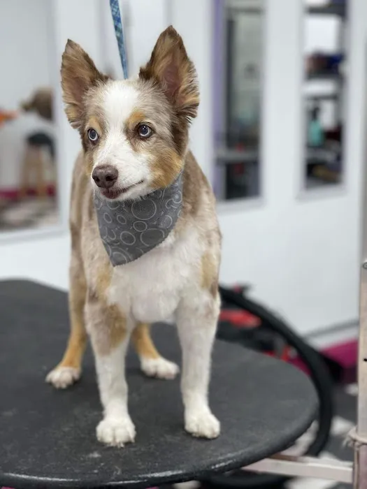 Orange County Emergency Pet Clinic Picture 6
