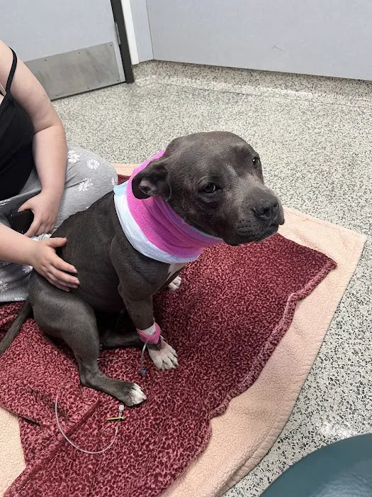 Orange County Emergency Pet Clinic Picture 10
