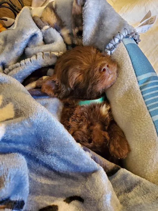 Alona Animal Hospital Picture 8