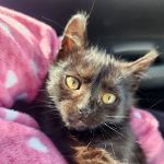 Bristol Memory Animal Clinic