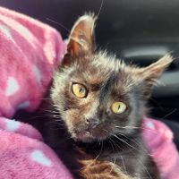 Bristol Memory Animal Clinic ico