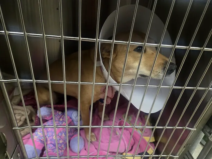 Bristol Memory Animal Clinic Picture 5