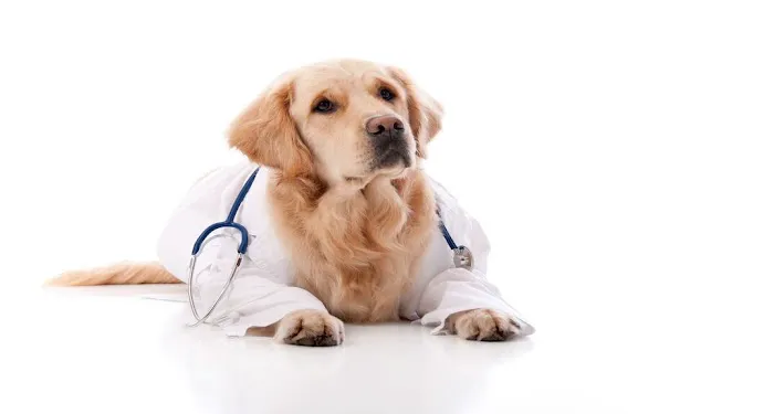Animal Medical Center Picture 1