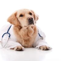 Animal Medical Center ico
