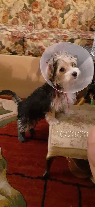 Affordable Animal Hospital Picture 1
