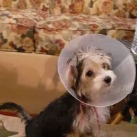 Affordable Animal Hospital ico