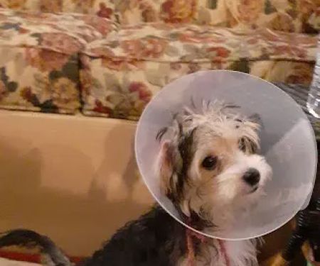 Affordable Animal Hospital