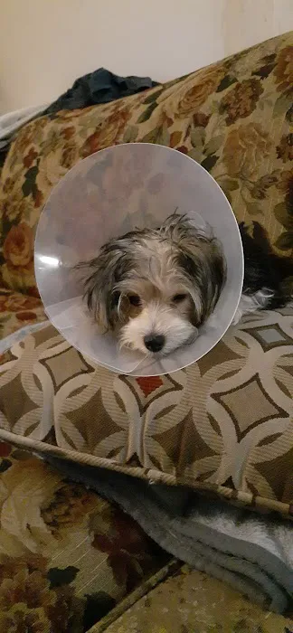 Affordable Animal Hospital Picture 4