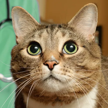 Mile Square Animal Hospital Picture 6