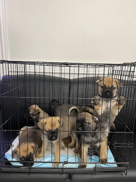Mile Square Animal Hospital Picture 8