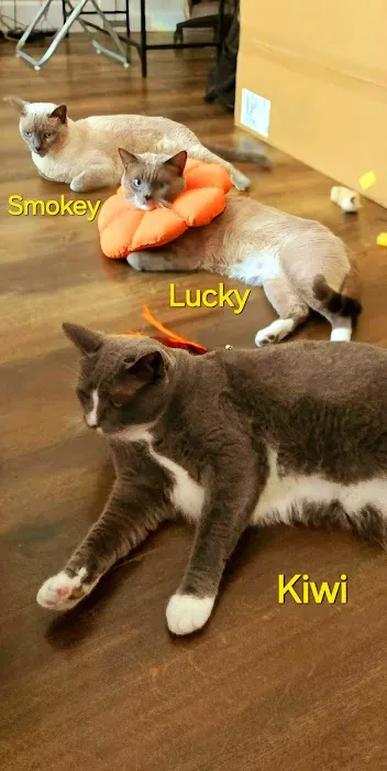 Mile Square Animal Hospital Picture 4