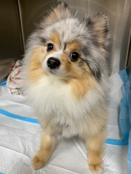 CASE Animal Hospital Picture 7