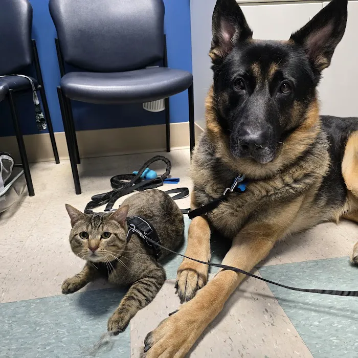 Pacific Animal Hospital Picture 3