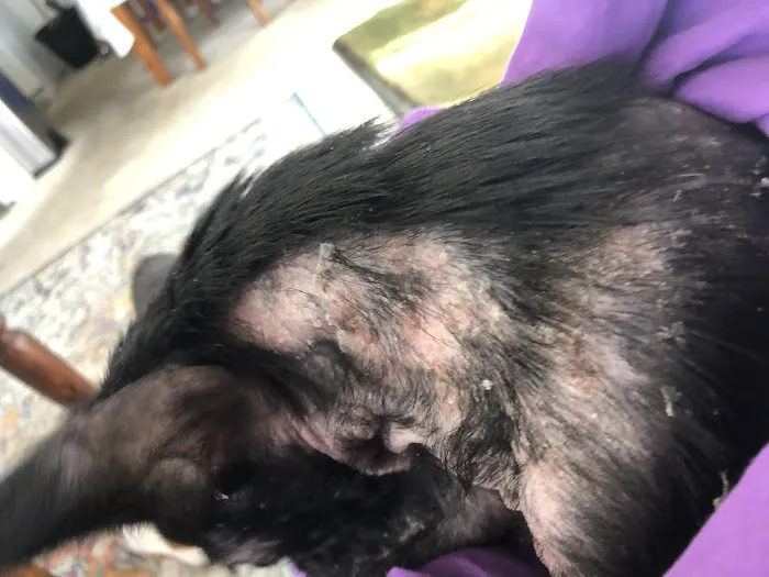 Vetco Total Care Animal Hospital Picture 4