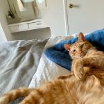 South Shores Pet Clinic