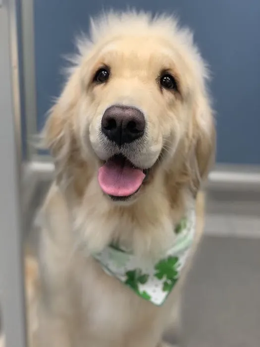 South Shores Pet Clinic Picture 6