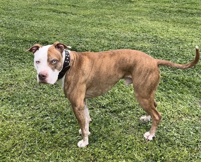 Ace Animal Hospital Picture 8