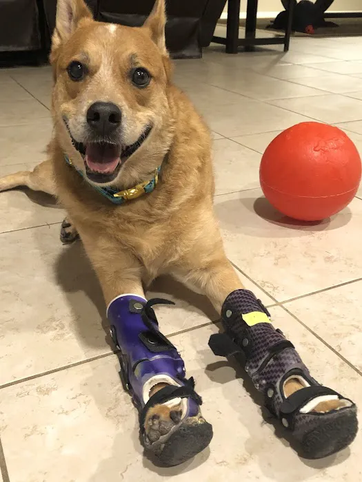 Pet Artificial Limbs & Supports Picture 4