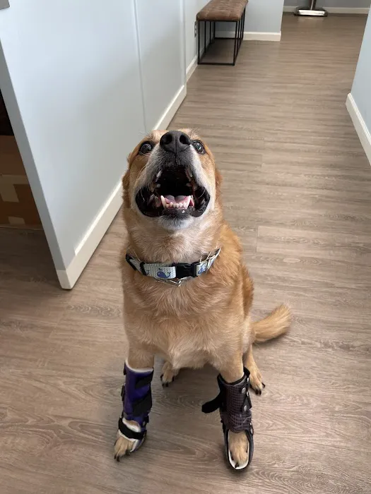 Pet Artificial Limbs & Supports Picture 5