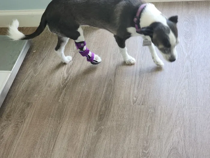 Pet Artificial Limbs & Supports Picture 7