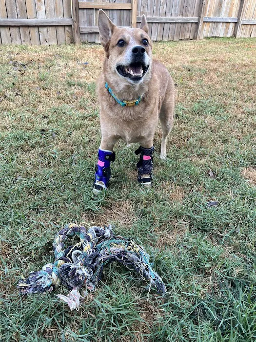 Pet Artificial Limbs & Supports Picture 2