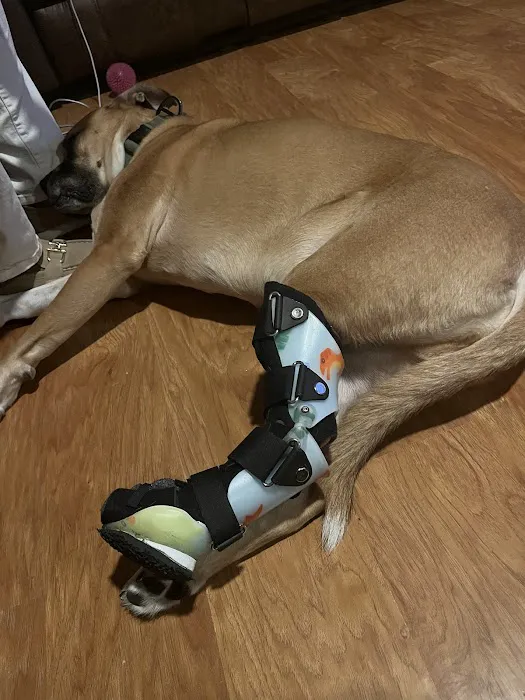 Pet Artificial Limbs & Supports Picture 1