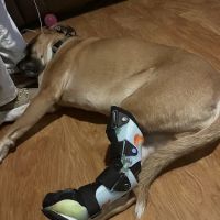 Pet Artificial Limbs & Supports ico