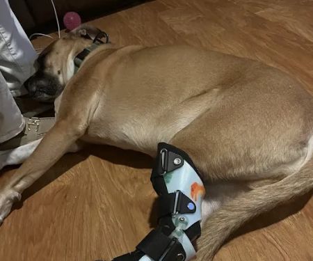 Pet Artificial Limbs & Supports