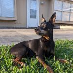 H-Town Veterinary Specialists (Stafford)