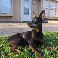 H-Town Veterinary Specialists (Stafford) ico