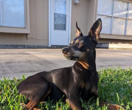 H-Town Veterinary Specialists (Stafford)