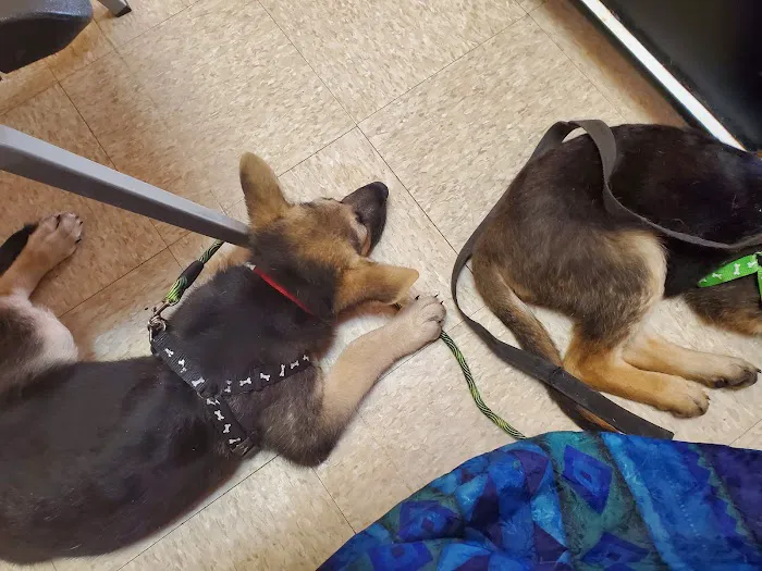 Economy Pet Clinic Picture 1