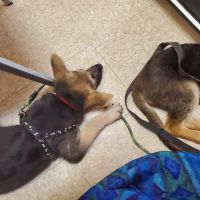 Economy Pet Clinic ico