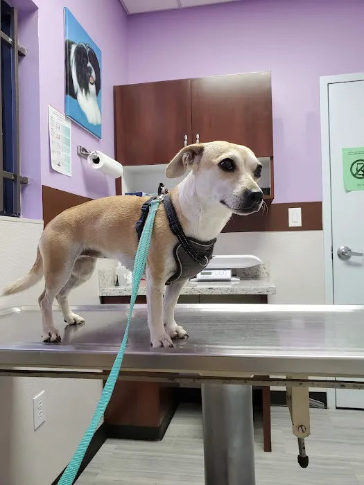 Economy Pet Clinic Picture 5