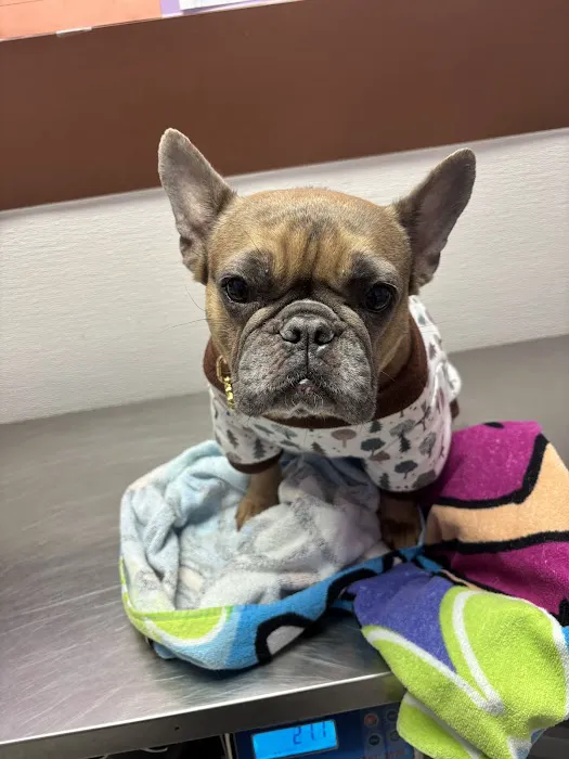 Economy Pet Clinic Picture 7