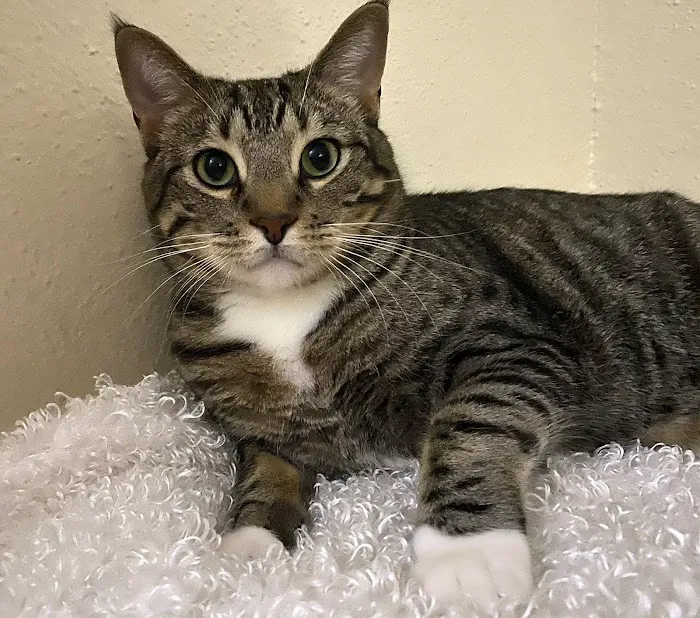 VCA Stafford Oaks Animal Hospital Picture 9