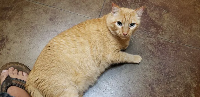VCA Stafford Oaks Animal Hospital Picture 6