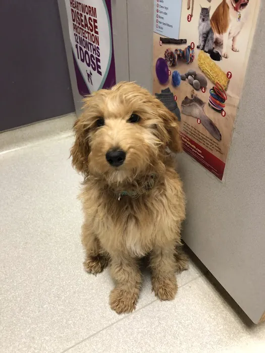 Critter Care Animal Hospital Picture 4